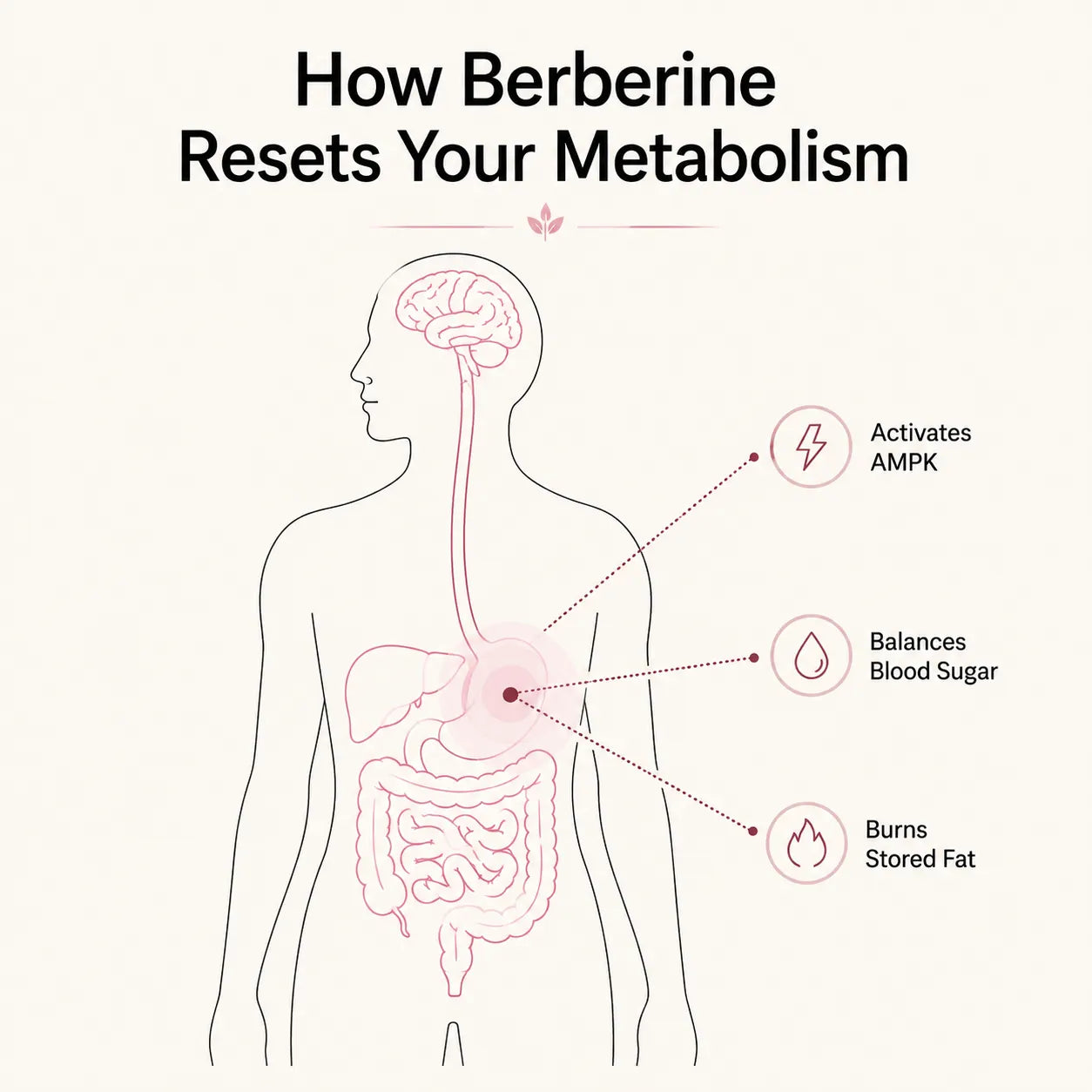Berberine Complex - The Fat-Burning Switch Your Body Stopped Using